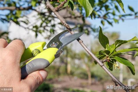 李子樹|李子樹修剪整形的時間、方法、步驟，和不同樹齡李樹的修剪要。